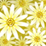 Logo of Daisy Flower android Application 